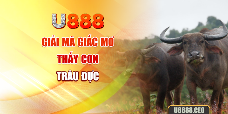 Giải mã giấc mơ thấy con trâu đực