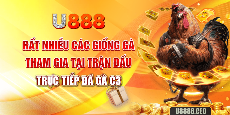 Rất nhiều các giống gà tham gia tại trận đấu trực tiếp đá gà C3