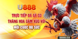 Trực Tiếp Đá Gà C3: Thăng Hoa Cảm Xúc Với Mỗi Cuộc Đọ Sức